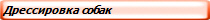 Дрессировка собак